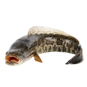 Équipement du système Ras de pisciculture pour Shol / Snakehead Murrel / <span class=keywords><strong>Channa</strong></span> Striata - Product Image 3