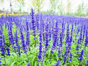 Aceite Esencial de salvia para cosméticos, precio a granel - Product Image 3