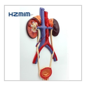 Umani del sistema urinario modello anatomico (rene, reter e della vescica) - Product Image 3