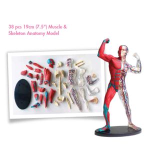 Gelsonlab HSBM-323 38 pièces 19cm Musculaire <span class=keywords><strong>et</strong></span> <span class=keywords><strong>Squelette</strong></span> Modèle D'anatomie Du <span class=keywords><strong>Corps</strong></span> <span class=keywords><strong>Humain</strong></span> Modèle Musculaire De Muscle <span class=keywords><strong>Humain</strong></span> - Product Image 2