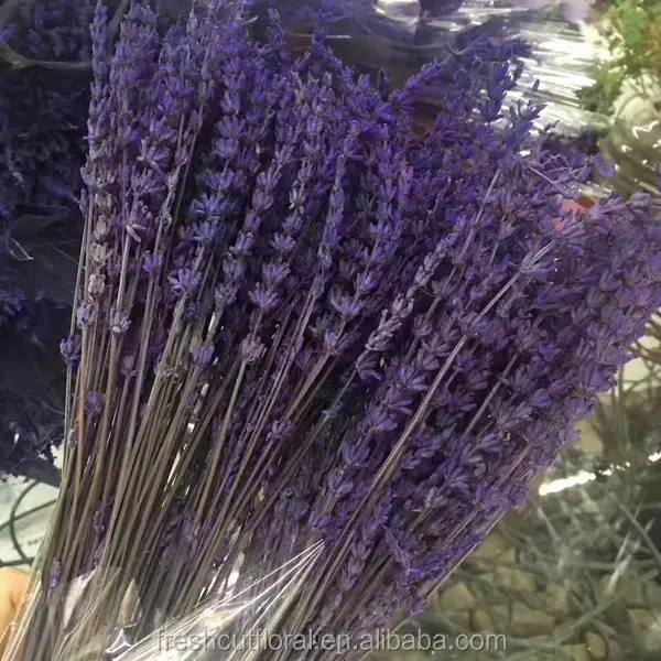 2017 nova chegada de lavanda preservada flor com haste longa em boa qualidade e preço baixo