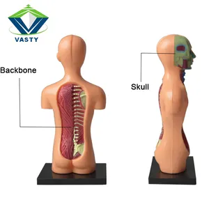 Bambini science 4D modello del corpo umano atlante di anatomia del corpo umano