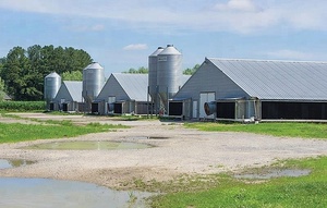Bajo costo nave industrial estructura de acero de construcción diseño <span class=keywords><strong>granja</strong></span> avícola arrojar gallinero para capas - Product Image 2