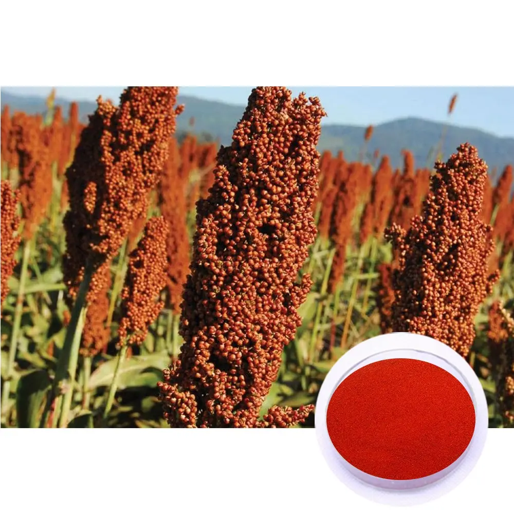 Preis für natürliches Pigment Rote Farbe Roter Sorghum samen Pflanzen extrakt