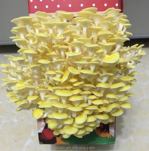 Detan Kurutulmuş <span class=keywords><strong>Oyster</strong></span> Toptan Mantar Fiyatları - Product Image 3