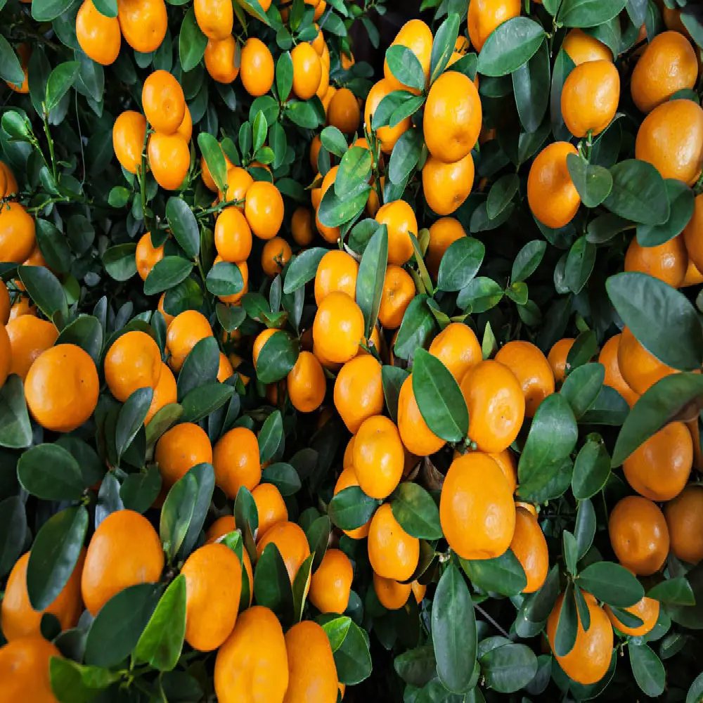 Mandarin orange di esportazione dal <span class=keywords><strong>cinese</strong></span> farm