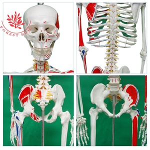 Modelo 3D <span class=keywords><strong>de</strong></span> Esqueleto Humano <span class=keywords><strong>de</strong></span> Ciencia Médica, Anatomía <span class=keywords><strong>de</strong></span> Esqueleto <span class=keywords><strong>de</strong></span> 170 cm <span class=keywords><strong>de</strong></span> Tamaño Real, Origen y Acción Muscular - Product Image 5