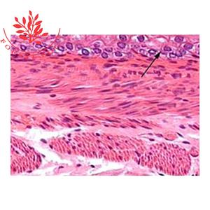 Animal tecido microscópio Slide Set de iniciante - Product Image 1