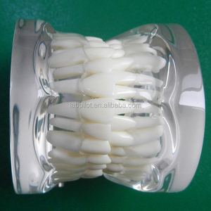 पारदर्शी वयस्क मानक दांत कॉलम मॉडल, क्रिस्टलीय दांत मॉडल - Product Image 4