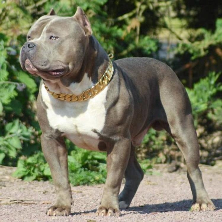 24" Luxury Gold Cuban Link Big Dog Chain Collar Pitbull Necklace