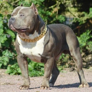 Collier pour <span class=keywords><strong>chien</strong></span> de grande taille en chaîne cubaine dorée de luxe de 24 pouces, collier pour Pitbull - Product Image 3