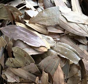 Hojas de Laurel Indio Secas Naturales, Tejpat Malabathrum, <span class=keywords><strong>Cinnamomum</strong></span> Tamala - Product Image 2