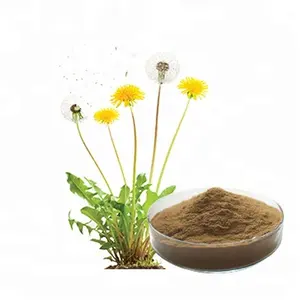 EOS/NOP Organic certification with TC/ COI organic dandelion root extract Organic Dandelion Extract