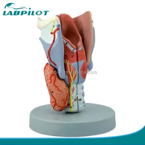 Модель человеческого горла, модель человеческого ларинкса, модель анатомии горла
