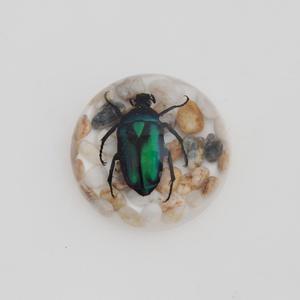 Echte Insecten Specimen Ingekapseld In 67 Mm Voor Acryl Koepel Presse-papier - Product Image 4