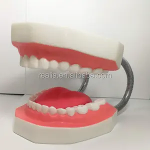 Teeth ModelTooth Dental Model For Educational