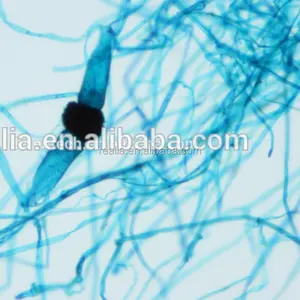 Protista Slide, Tảo Slide, Nấm Slide