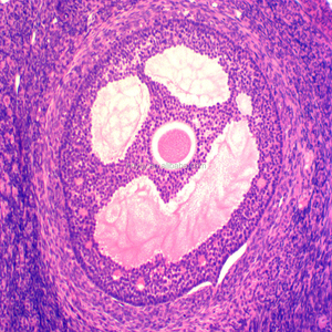 Histologie präparierte Objektträger / Eierstock von Hase sec Histologie präparierte Objektträger - Product Image 3