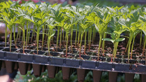 Verde crecer de <span class=keywords><strong>108</strong></span> células bandeja semillero se exportan a Ghana con precio barato - Product Image 4