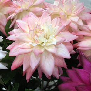 Grandes fleurs de <span class=keywords><strong>dahlia</strong></span> artificielles en latex K-1007 pour la décoration de la maison et fleurs de <span class=keywords><strong>dahlia</strong></span> artificielles au toucher réel - Product Image 5
