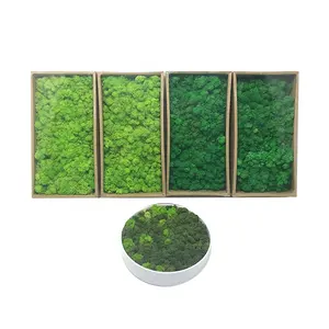 New Design Preserved Green Moss For Interior Home Wall Decor