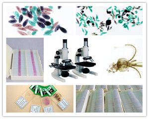 Portaobjetos de Vidrio de Alta Calidad para Enseñanza de Ciencias Médicas, Preparados con Hierbas Medicinales Chinas Lilium, a Bajo <span class=keywords><strong>Precio</strong></span> - Product Image 3