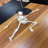 Modèle d'anatomie du squelette humain en PVC BIX-A1006, 42 cm de haut, outil de formation pour les étudiants en sciences médicales