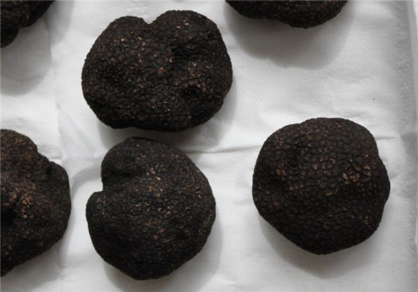 Detan Forêt Périgord Truffe