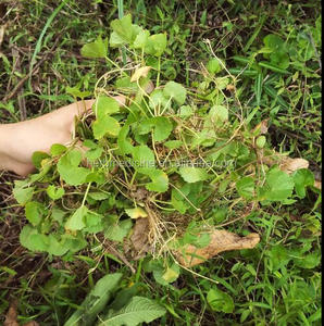 Pentywort-material de té tradicional Natural, Plantas secas asiáticas, gotu kola, hierba de hoja - Product Image 4