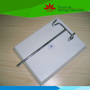 Hoge kwaliteit Medische onderwijs menselijk alvleesklier model - Product Image 3