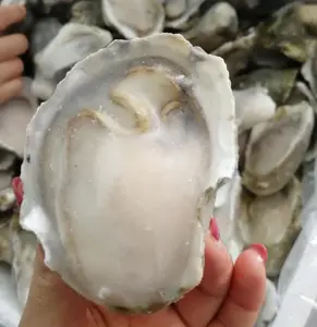 冷冻半壳太平洋牡蛎半壳牡蛎