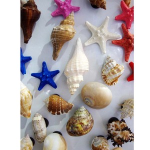 Magneti Assortiti con Conchiglie Naturali, Magneti per Frigorifero con Vere Conchiglie Marine - Product Image 2