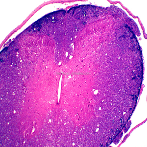 Lames de microscope préparées éducatives, diverses lames de microscope, équipement éducatif pour les étudiants - Product Image 5