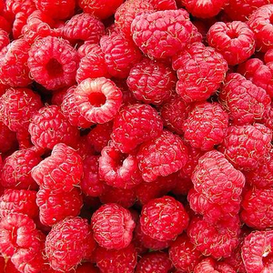 High Quality New Crop IQF Frozen Raspberries <strong>Fresh</strong> <strong>Fruit</strong> for Wholesale and Retail in Bulk - Product Image 4