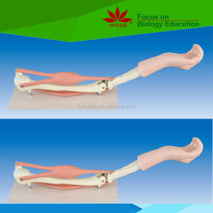 Fabriqué par nous-mêmes usine <span class=keywords><strong>coude</strong></span> modèle d'anatomie humaine - Product Image 1