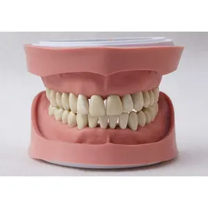 Dental tipo K diente estudio modelo de demostración