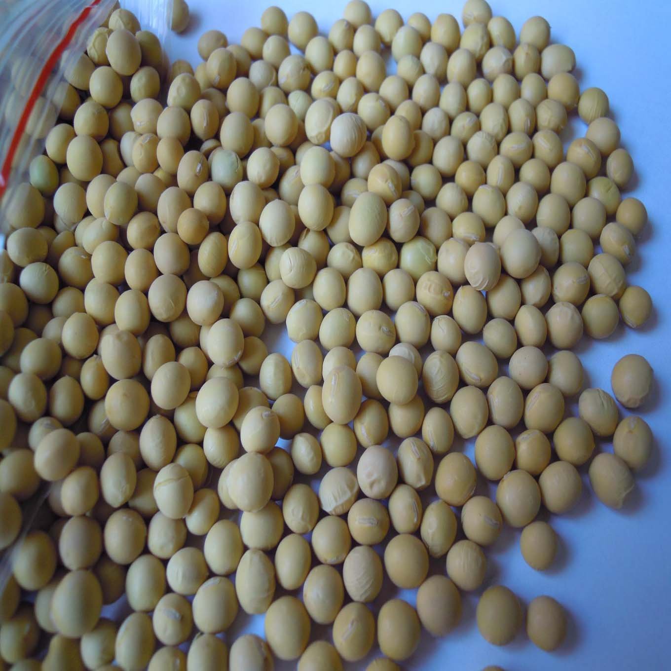 соя готовая. соевые бобы. Soybean product of india mails. соя органик. Soybean product of india в мешках.