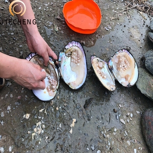 Coquille perlée échiquier, vente en gros, améthyste en perles, pour fête, vente de grossiste - Product Image 2