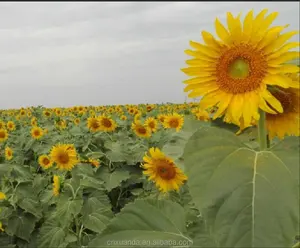 All'ingrosso Mongolia interna cina ibrido alla rinfusa di grandi dimensioni 363 semi di chicchi di girasole organici