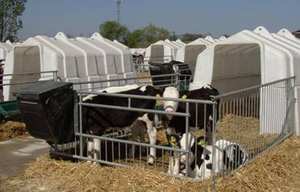 Durable FRP Abri Pour Nouveau-Né Bovins - Product Image 6