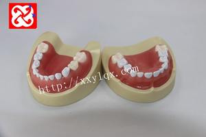 معيار ممارسة طب الأطفال نموذج الأسنان typodont الطفل نموذج لشكل الأسنان - Product Image 3