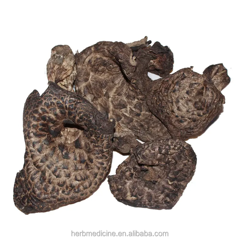 Raw whole loose packing Sarcodon imbricatus fungus china dried Saarcodon imbricatum for food