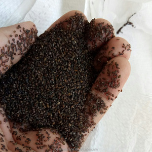 Hotsale नई स्वच्छ सूखे हल्दी Plantago बीज PLANTAGINIS वीर्य psyllium बीज के लिए बिक्री - Product Image 3