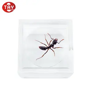 Small Plastic Bug Jar Clear Acrylic Box With Magnifying Lids