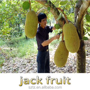 Rico Puro Jaca Sabor Durian Para El Caramelo Duro - Product Image 5