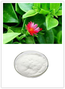 Andrographis-extracto <span class=keywords><strong>Natural</strong></span> de hoja de <span class=keywords><strong>Paniculata</strong></span>, polvo 98% Andrographis a Tailandia - Product Image 4