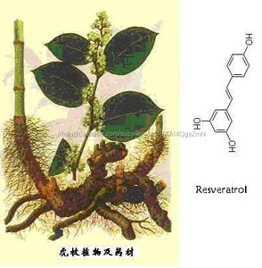 Gmp naturel de haute qualité Tran - resvératrol / géant <span class=keywords><strong>renou</strong></span>ée extrait poudre - Product Image 3