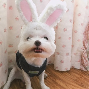 Best Selling Cheap Price Cotton <strong>Cat</strong> <strong>Hat</strong> Pet Costume Cosplay Lovely Cute Rabbit Ears Cosplay Wig <strong>Hat</strong> for Pet <strong>Cats</strong> Dogs - Product Image 3