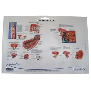 教育塑料医疗图表 3d 压花海报