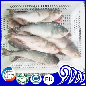 Chine Frais Congelé Asiatique <span class=keywords><strong>Poisson</strong></span> Carpe <span class=keywords><strong>Argent</strong></span>é - Product Image 3